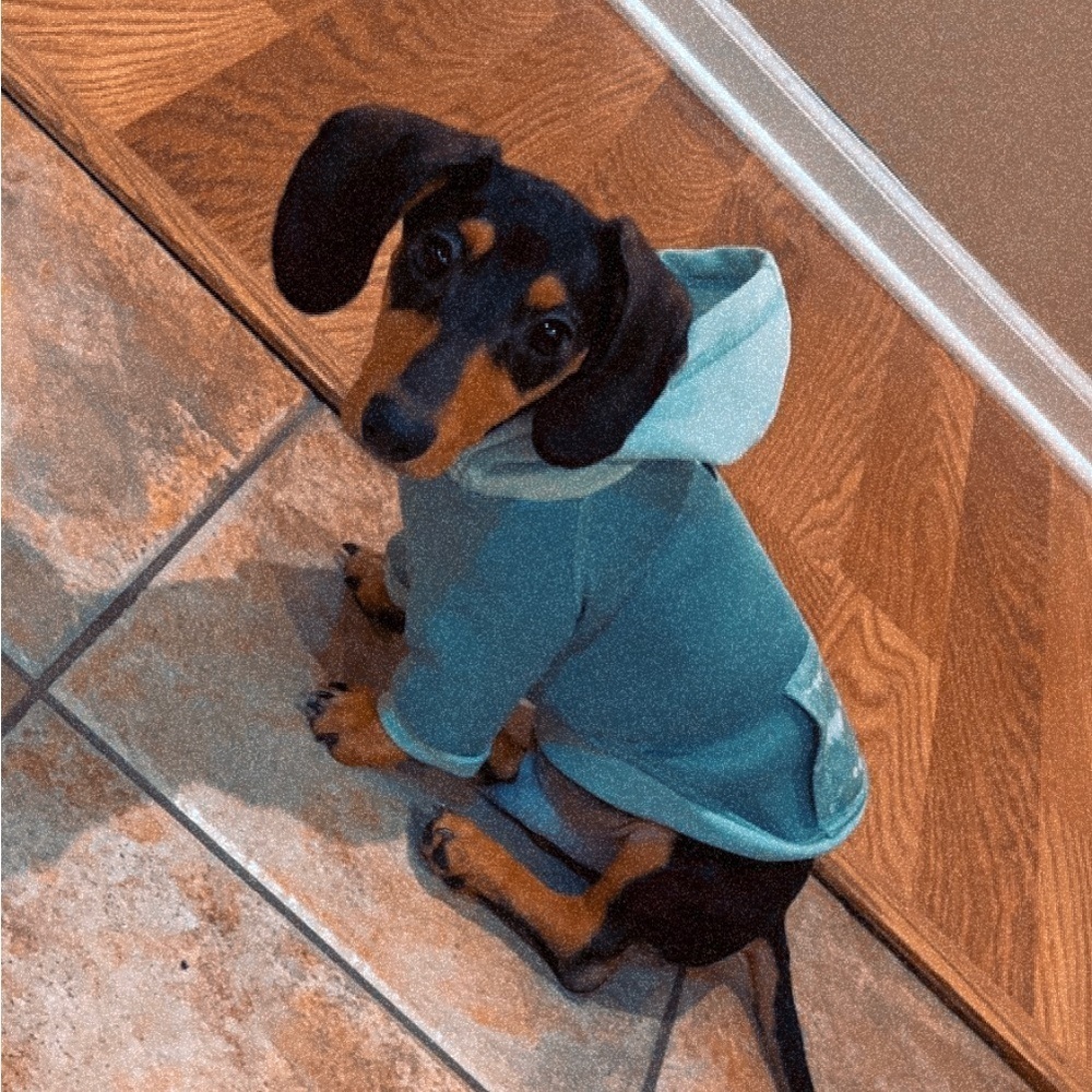 Dog hoodie